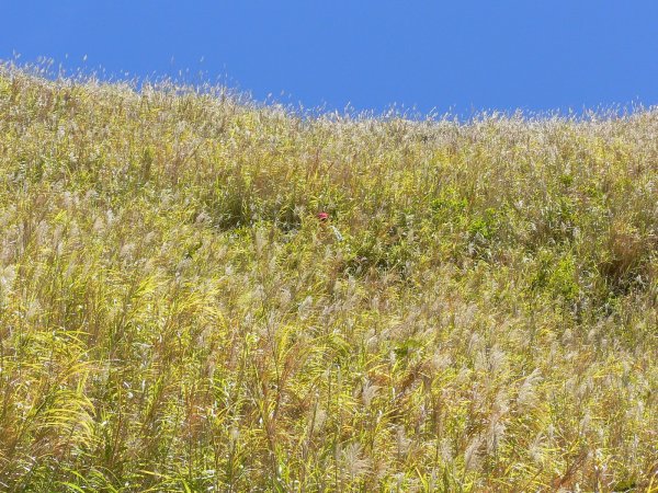 53- Romain et Thibault perdus dans les herbes 